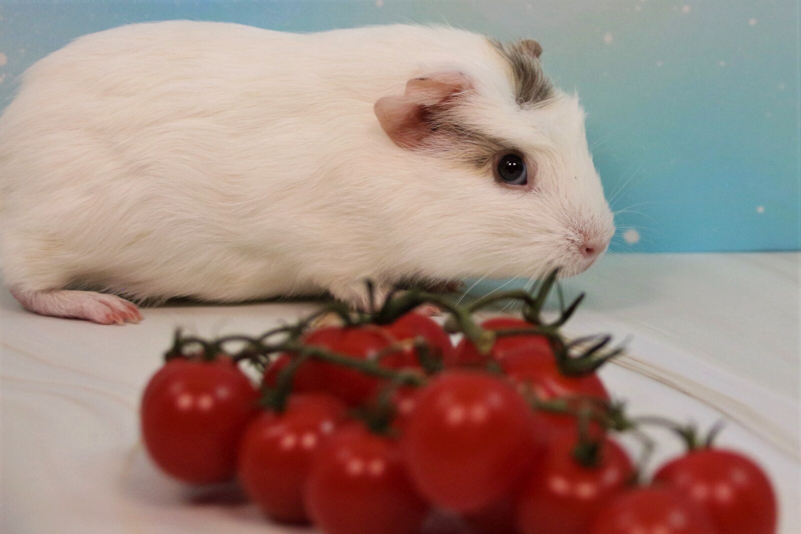 Canon EOS 700D (EOS Rebel T5i / EOS Kiss X7i) sample photo. Guinea pig, sweet, nager photography