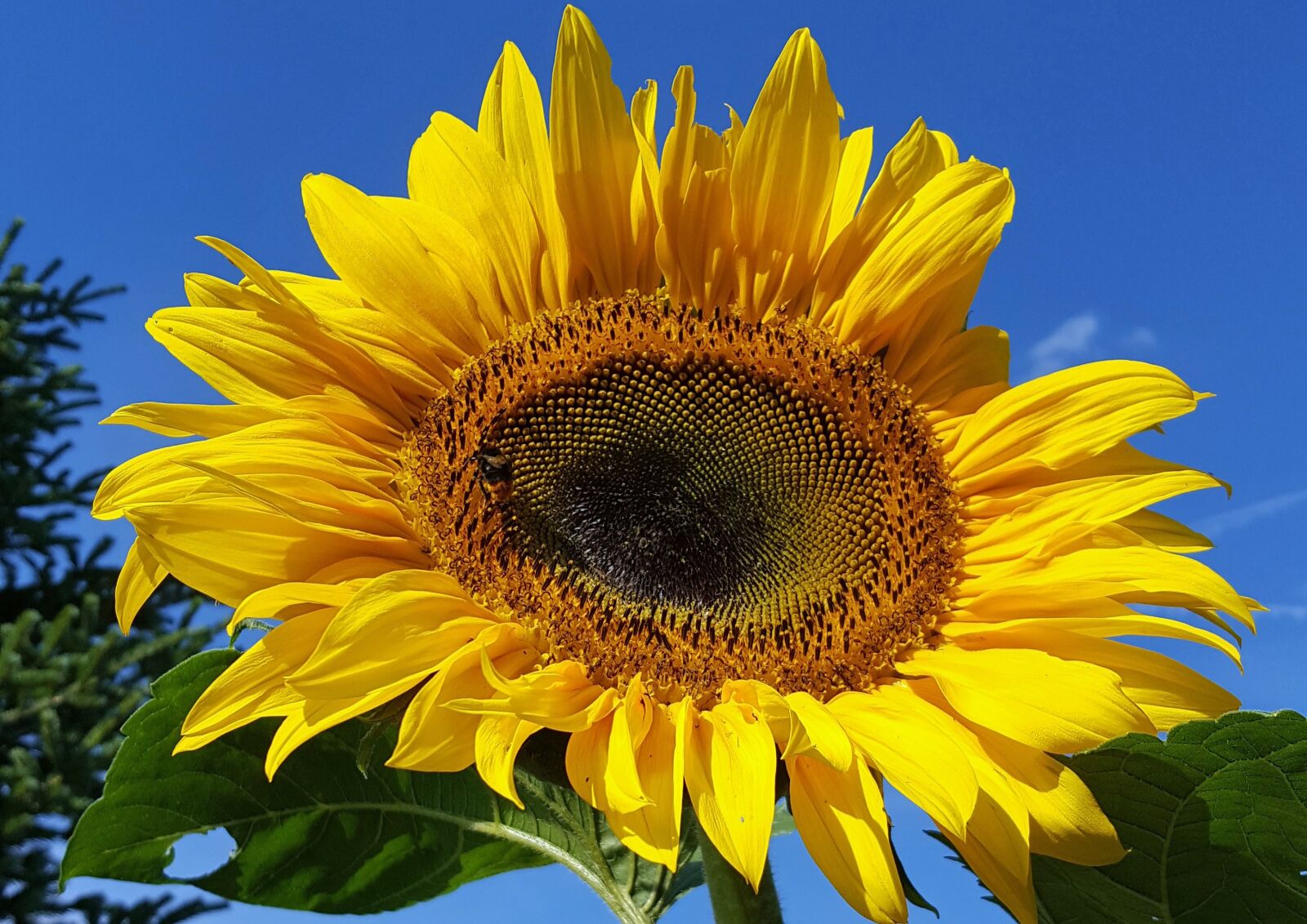 Samsung GALAXY S6 edge sample photo. Sunflower, flower, plant photography