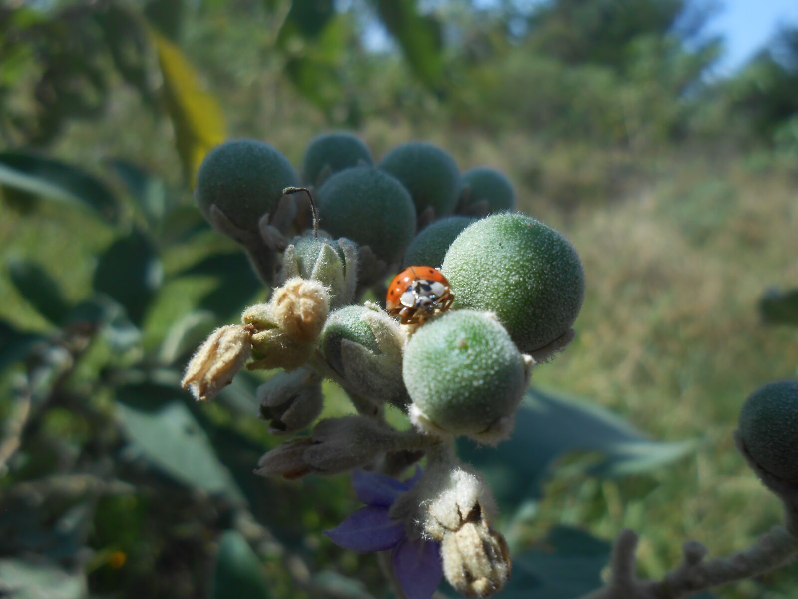 Nikon Coolpix S3300 sample photo. Ladybug, close up, insect photography