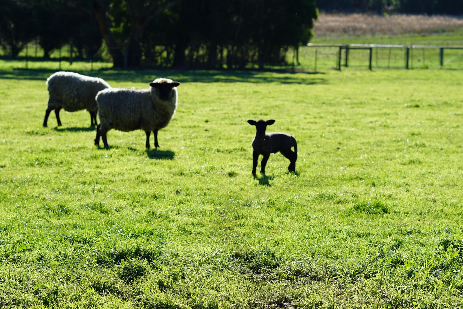 Sony FE 85mm F1.8 sample photo. Farm, sheep, lamb photography