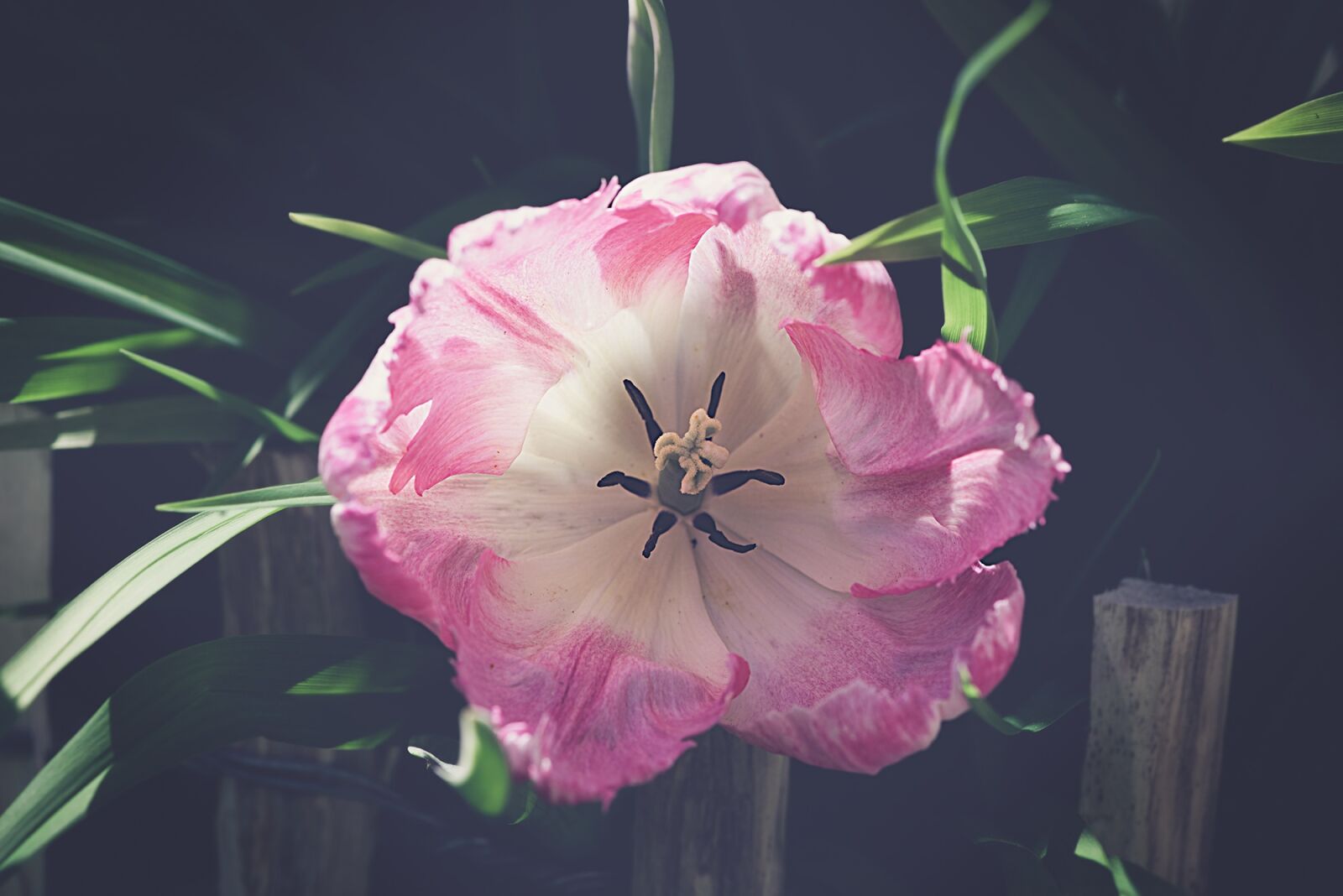 Nikon D750 sample photo. Tulip, pink, tulip pink photography