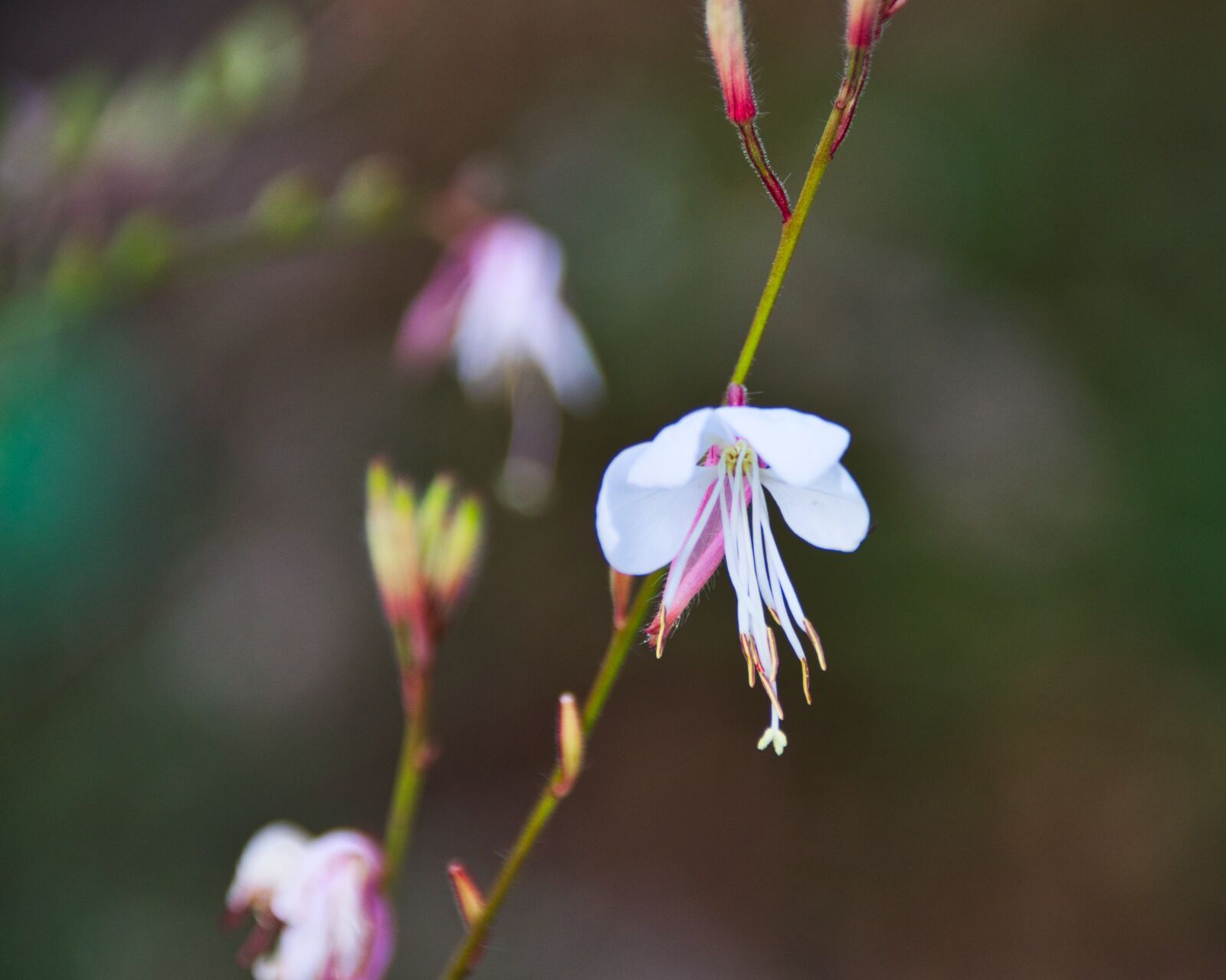 Canon EOS 200D (EOS Rebel SL2 / EOS Kiss X9) sample photo. Blossom, bloom, background photography