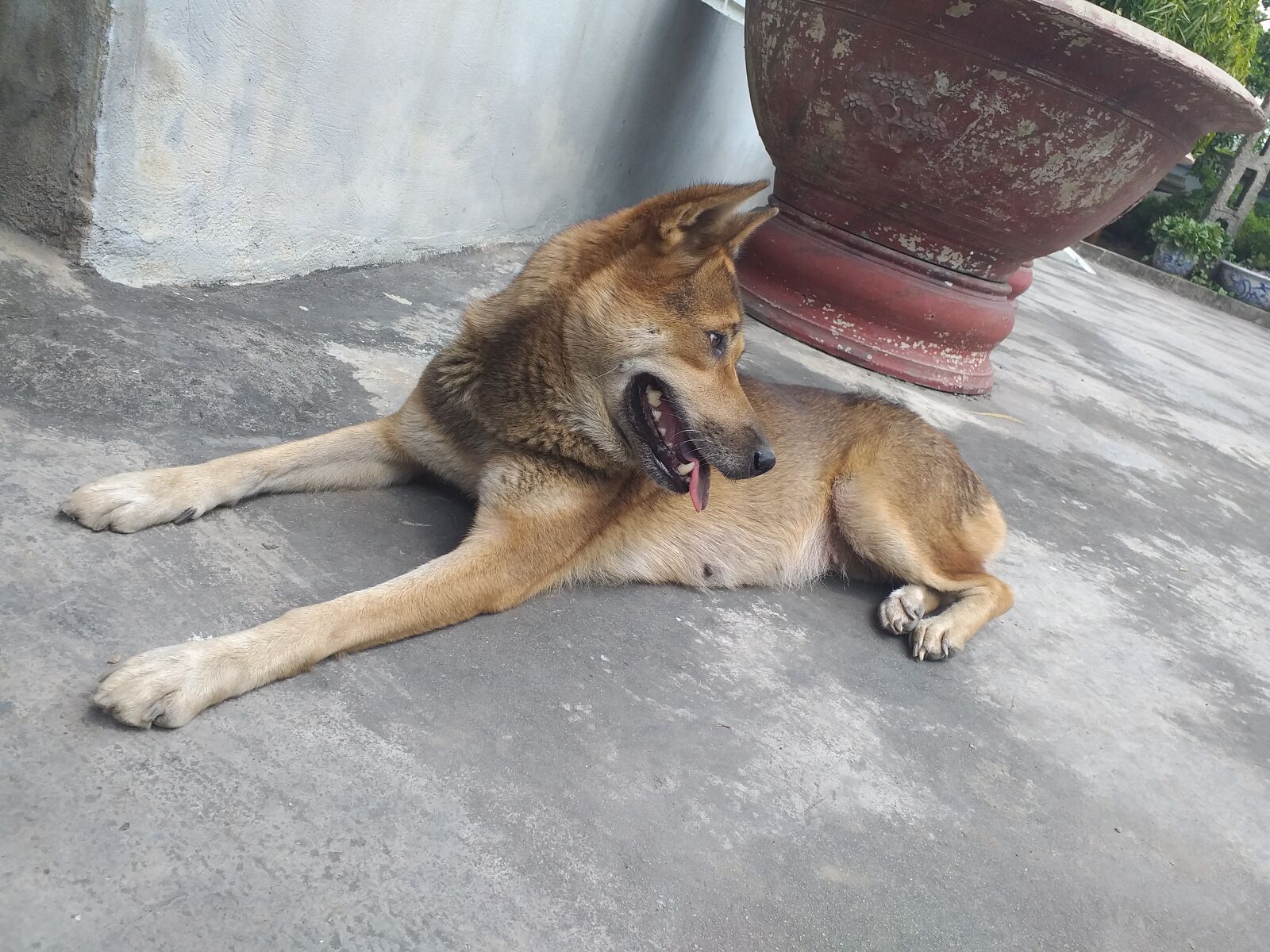 Samsung Galaxy J6+ sample photo. I love my dog photography