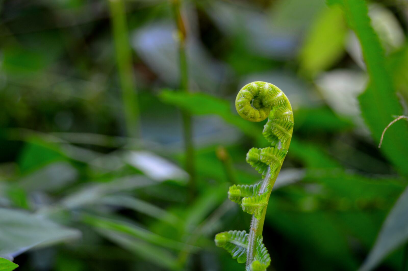 Nikon D3200 sample photo. Green, parasite, weeds photography
