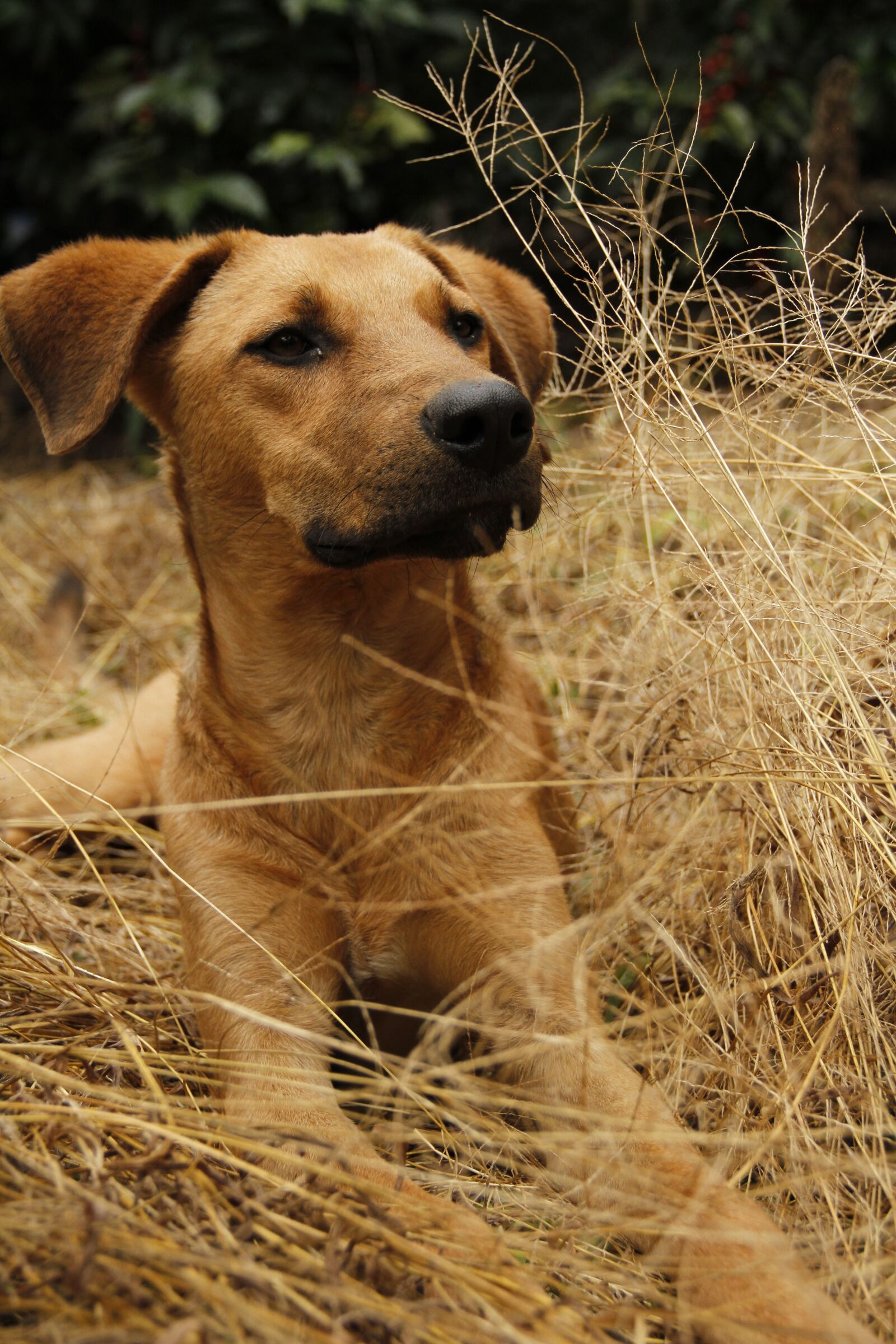 Canon EOS 7D sample photo. Dog, pet, animals photography