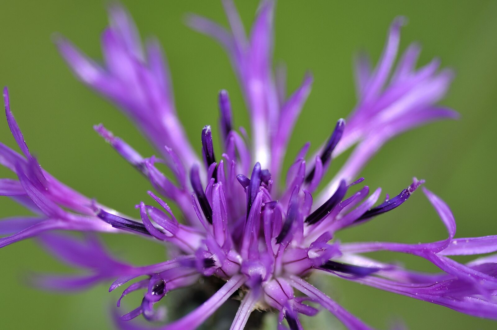Nikon D90 sample photo. Cornflower, blossom, bloom photography