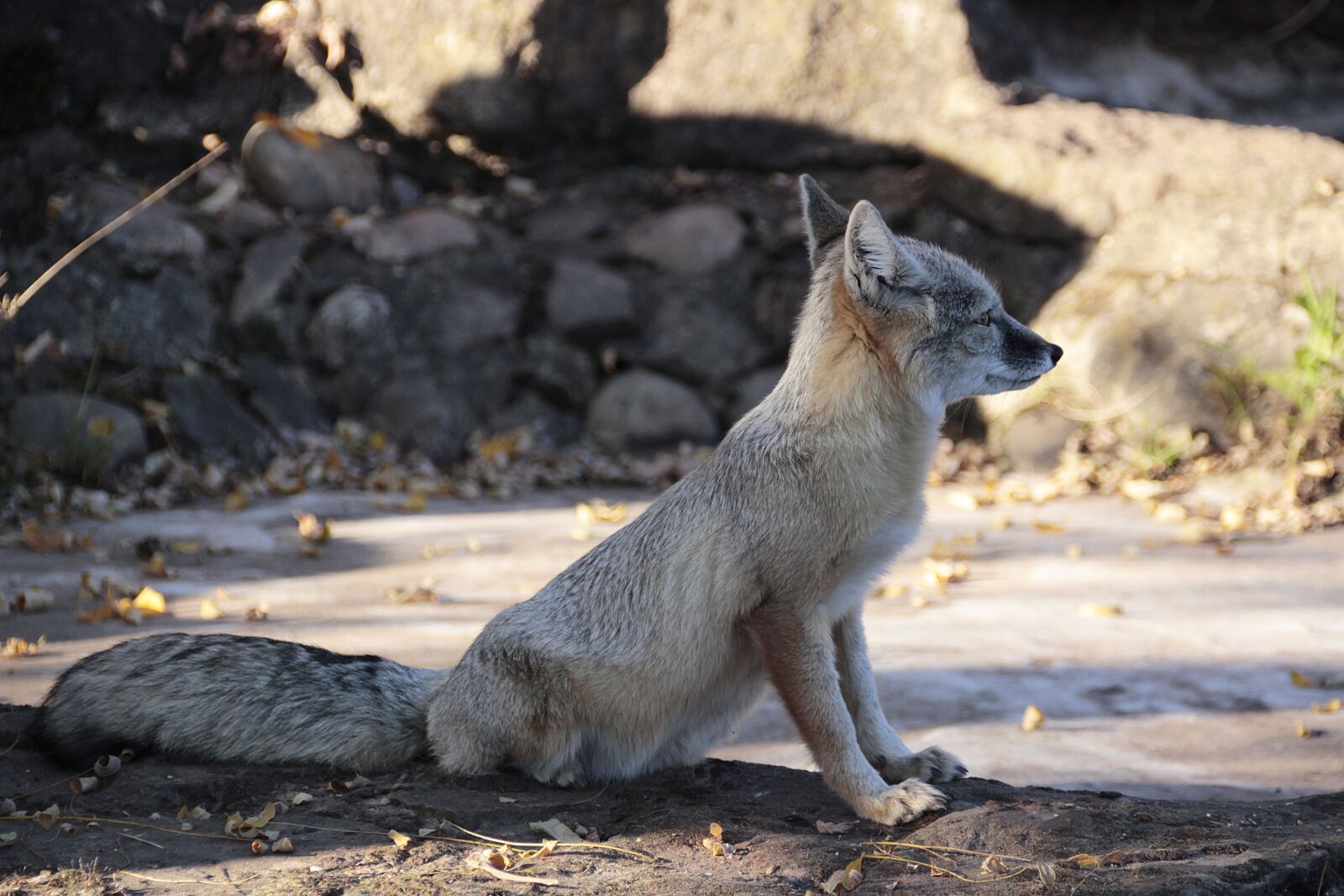 Canon EOS 700D (EOS Rebel T5i / EOS Kiss X7i) sample photo. Korsak, fuchs, animal photography