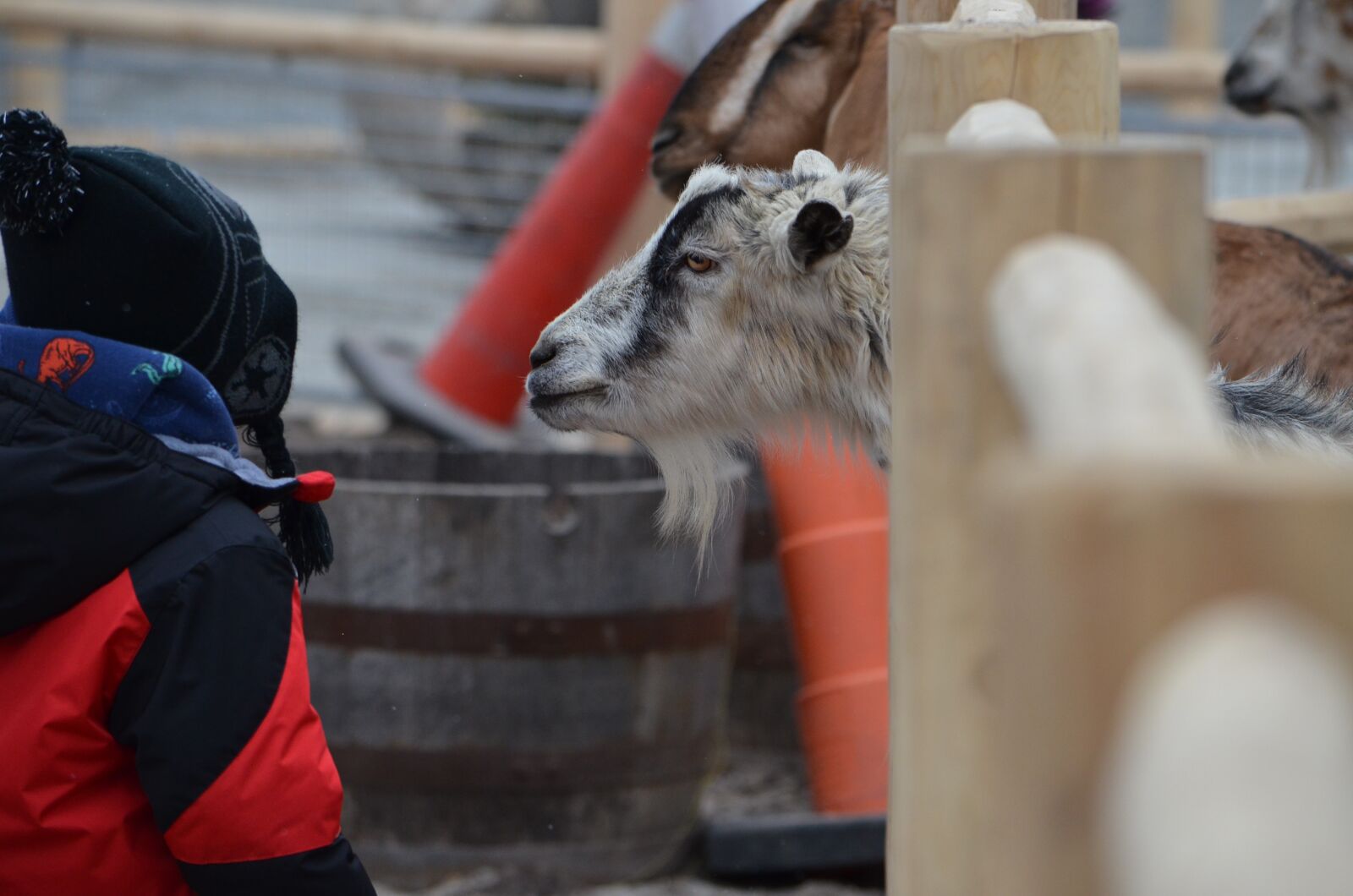Nikon D7000 sample photo. Zoo, goat, petting photography