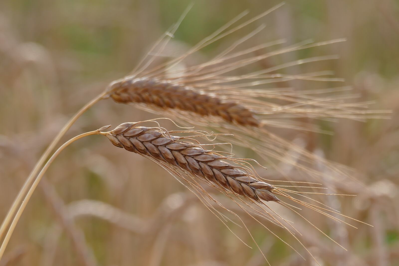 Panasonic Lumix DMC-FZ1000 sample photo. Barley, cereals, hordeum vulgare photography