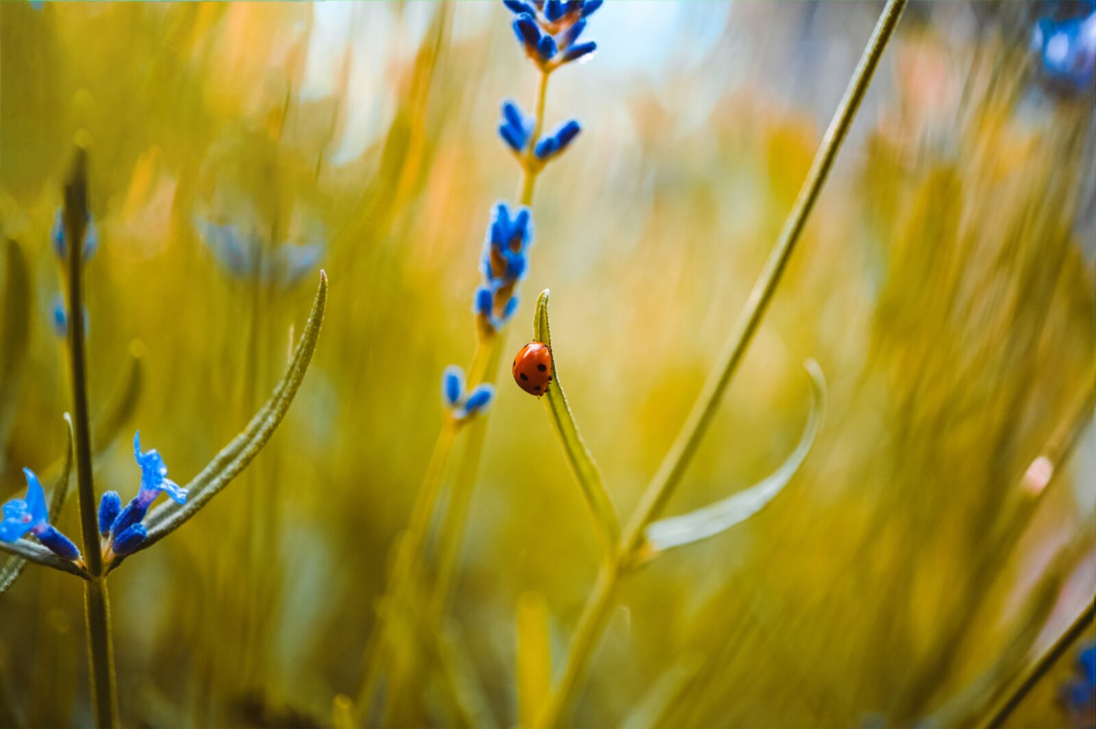 Nikon Z6 sample photo. Ladybug, beetle, insect photography