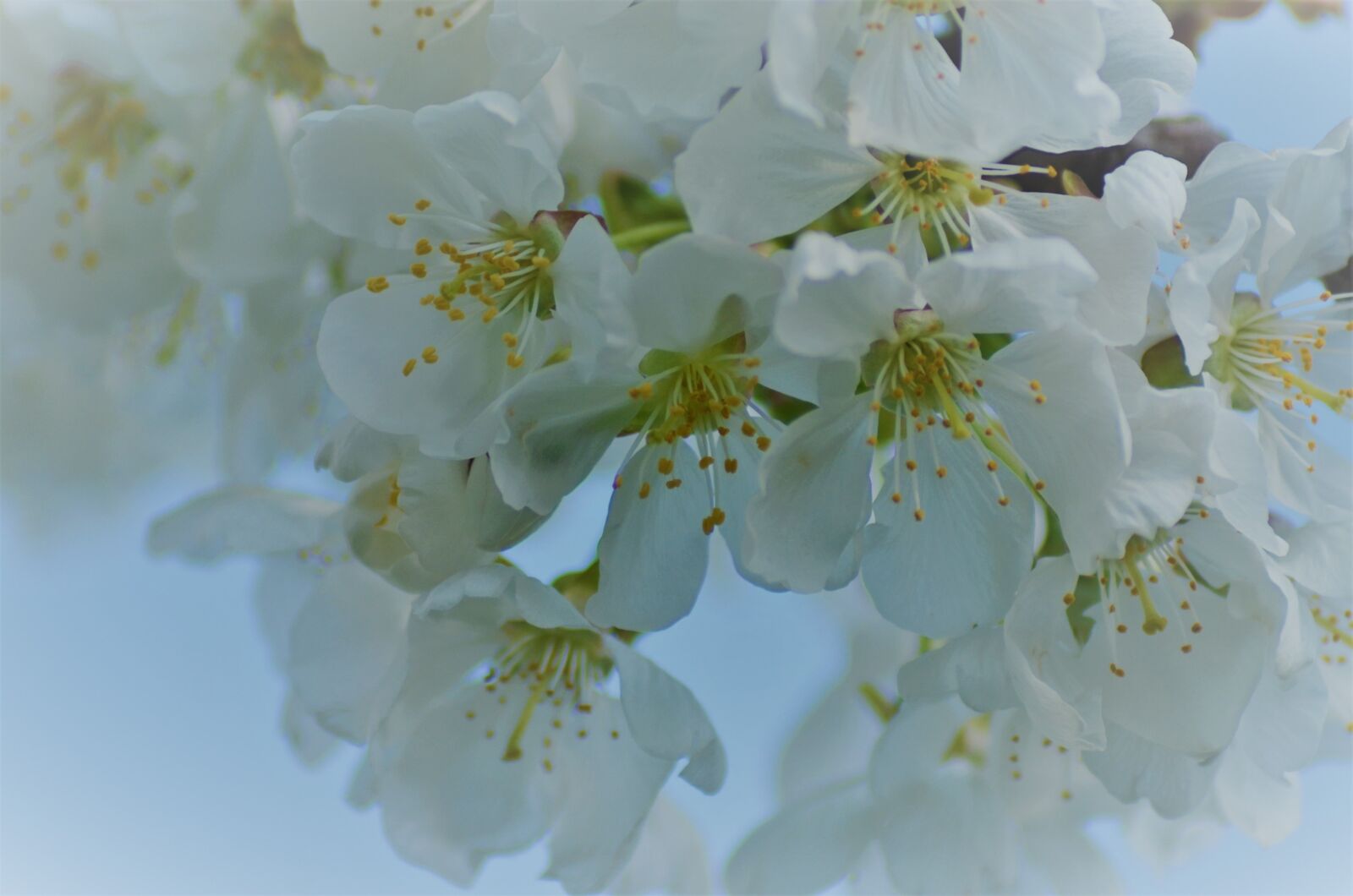 Nikon D5100 sample photo. Cherry, flowering, flowers photography