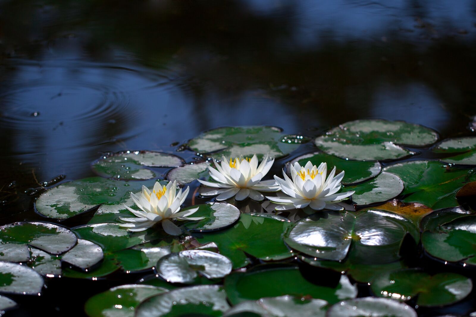 Canon EOS 5D Mark II + Canon EF 100mm F2.8L Macro IS USM sample photo. Water lilies, pond, lotus photography