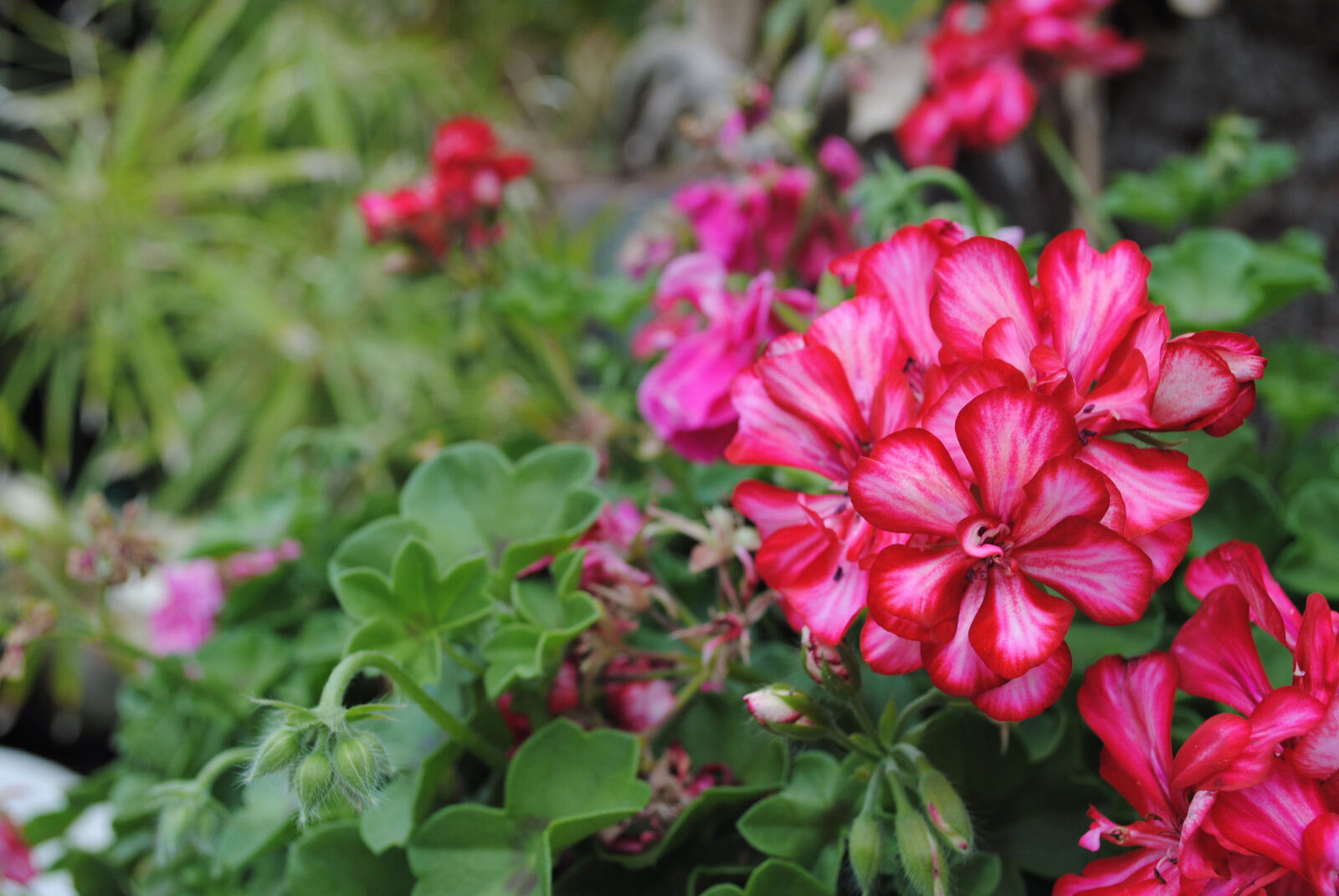 Nikon D3000 sample photo. Beautiful, beautiful, flowers, flower photography