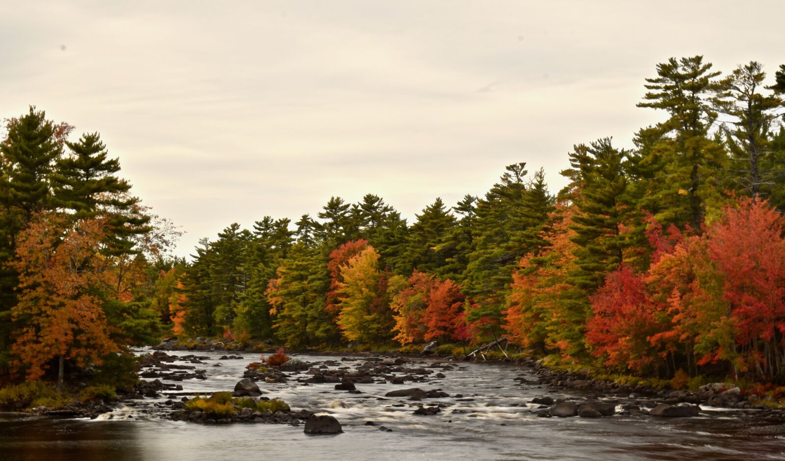 Nikon D3500 sample photo. Fall, reds, river photography