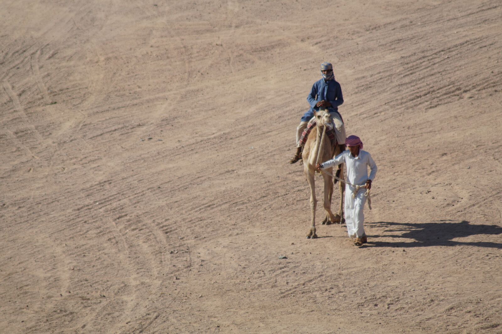 Sony SLT-A58 sample photo. Camel, animal, desert photography