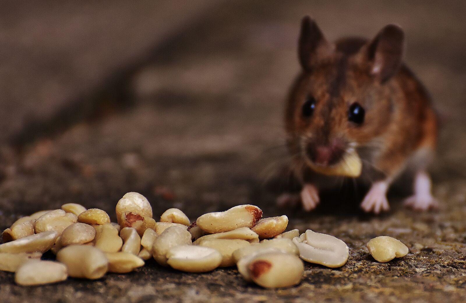 Nikon D7200 sample photo. Mouse, rodent, cute photography