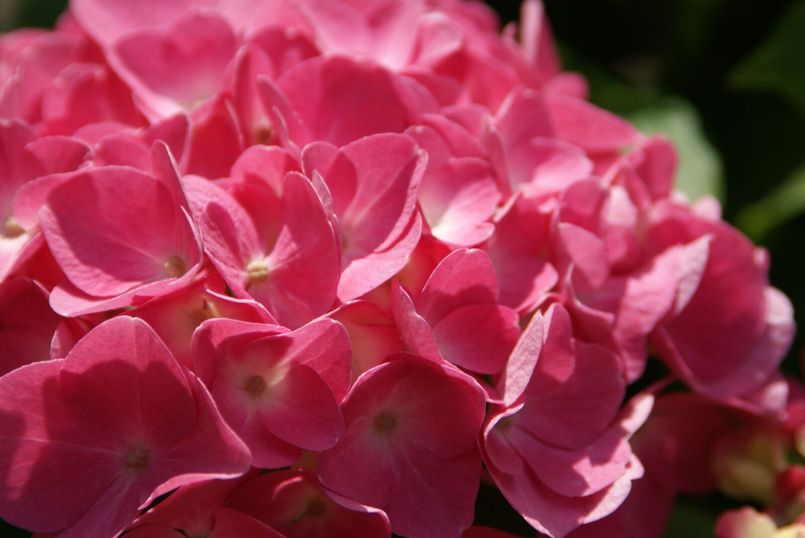 Sony Alpha DSLR-A200 sample photo. Hydrangea, flower, pink photography