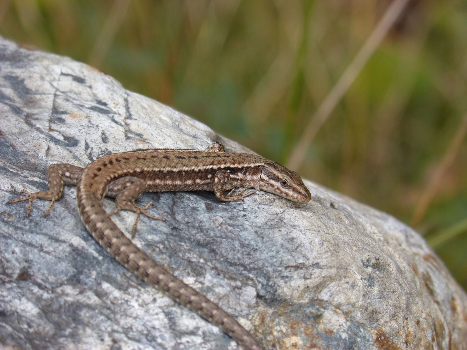 Panasonic DMC-FZ62 sample photo. Lizard iberian, lizard, sargantana photography