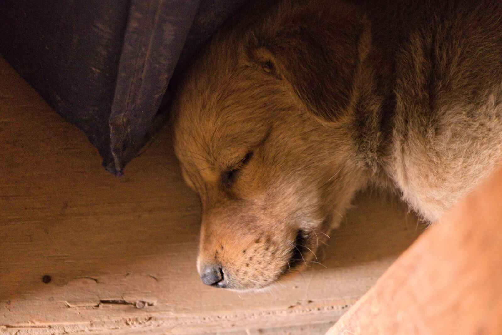 Canon EOS 800D (EOS Rebel T7i / EOS Kiss X9i) + Canon EF-S 18-135mm F3.5-5.6 IS STM sample photo. Dog, sleep, puppy photography