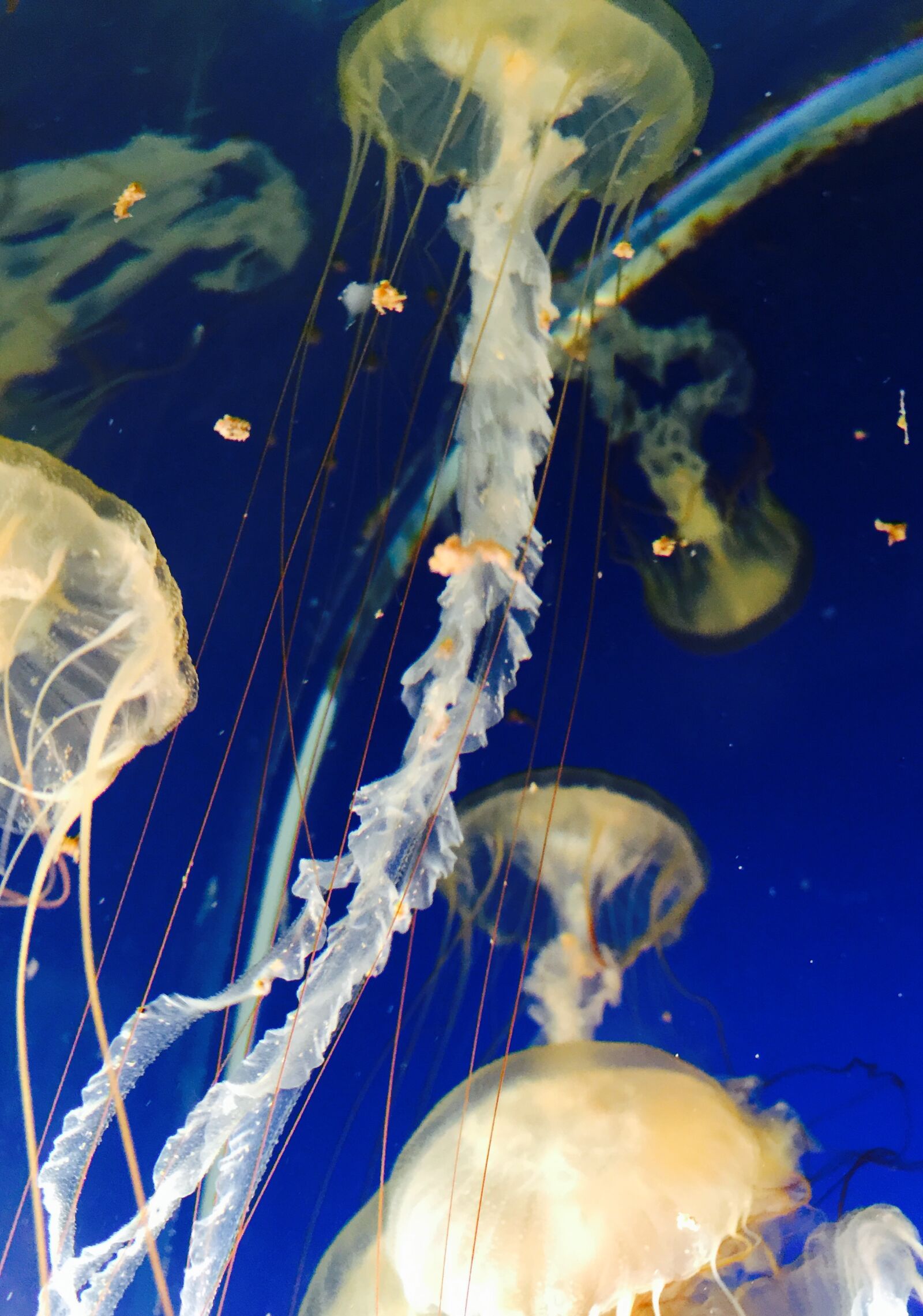 iPhone 6 Plus back camera 4.15mm f/2.2 sample photo. Aquarium, jellyfish, ocean photography