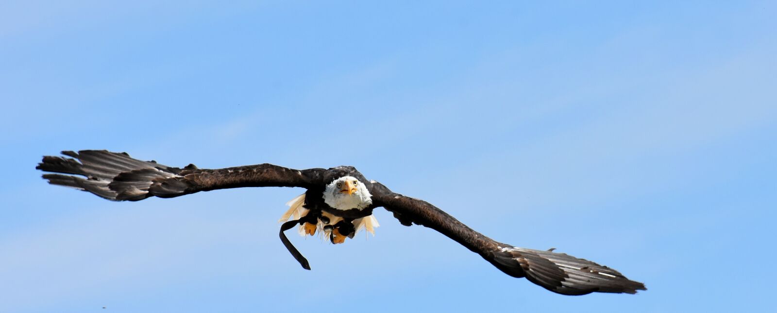 Nikon D7200 sample photo. Adler, bald eagle, flying photography