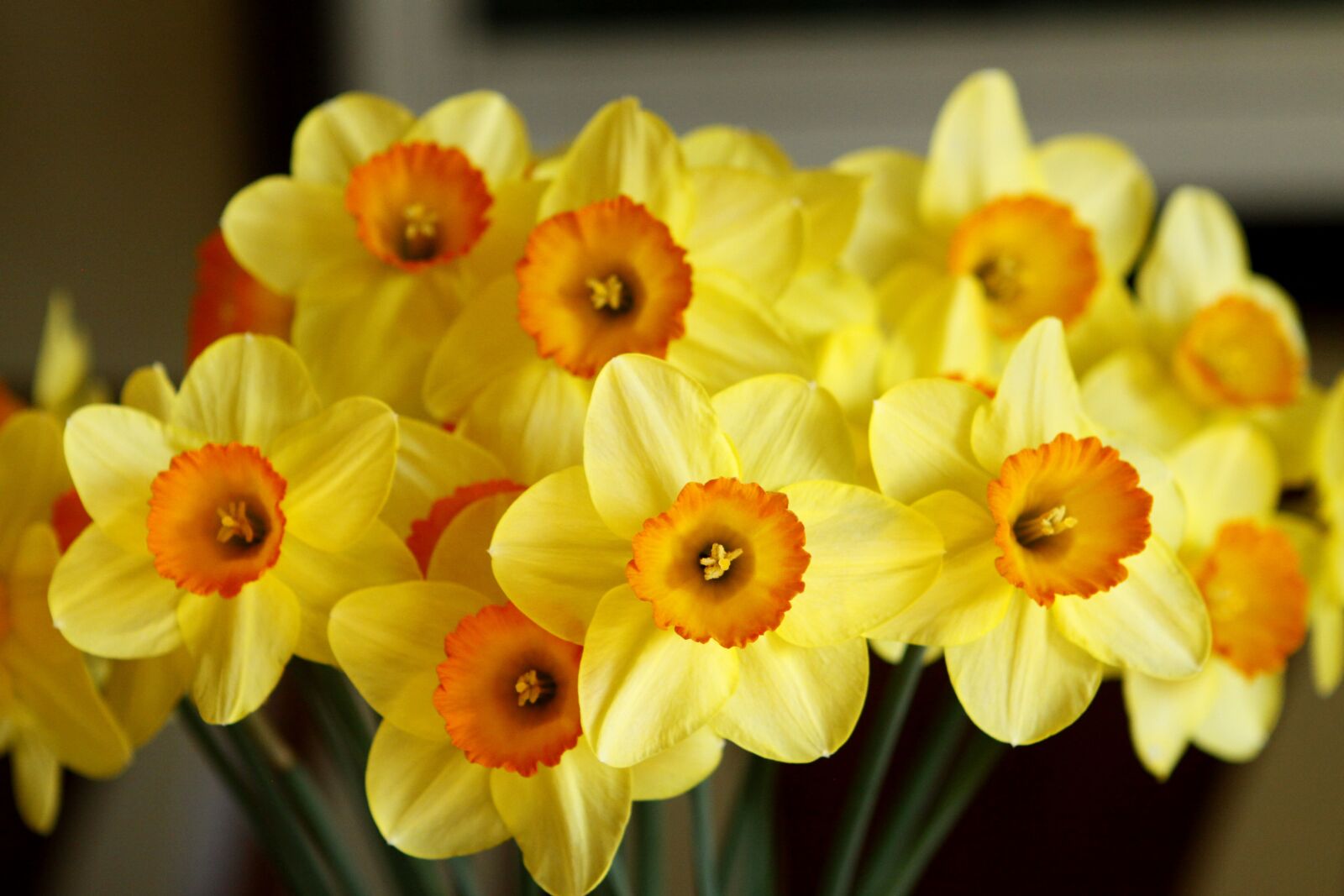 Canon EOS 50D sample photo. Lorem, ipsum, dolor photography