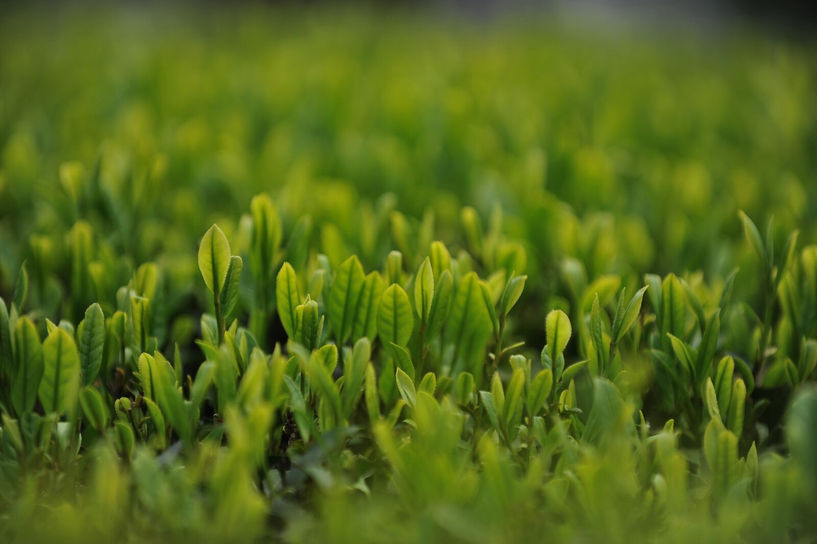 Nikon D700 sample photo. Tea garden, tea, green photography