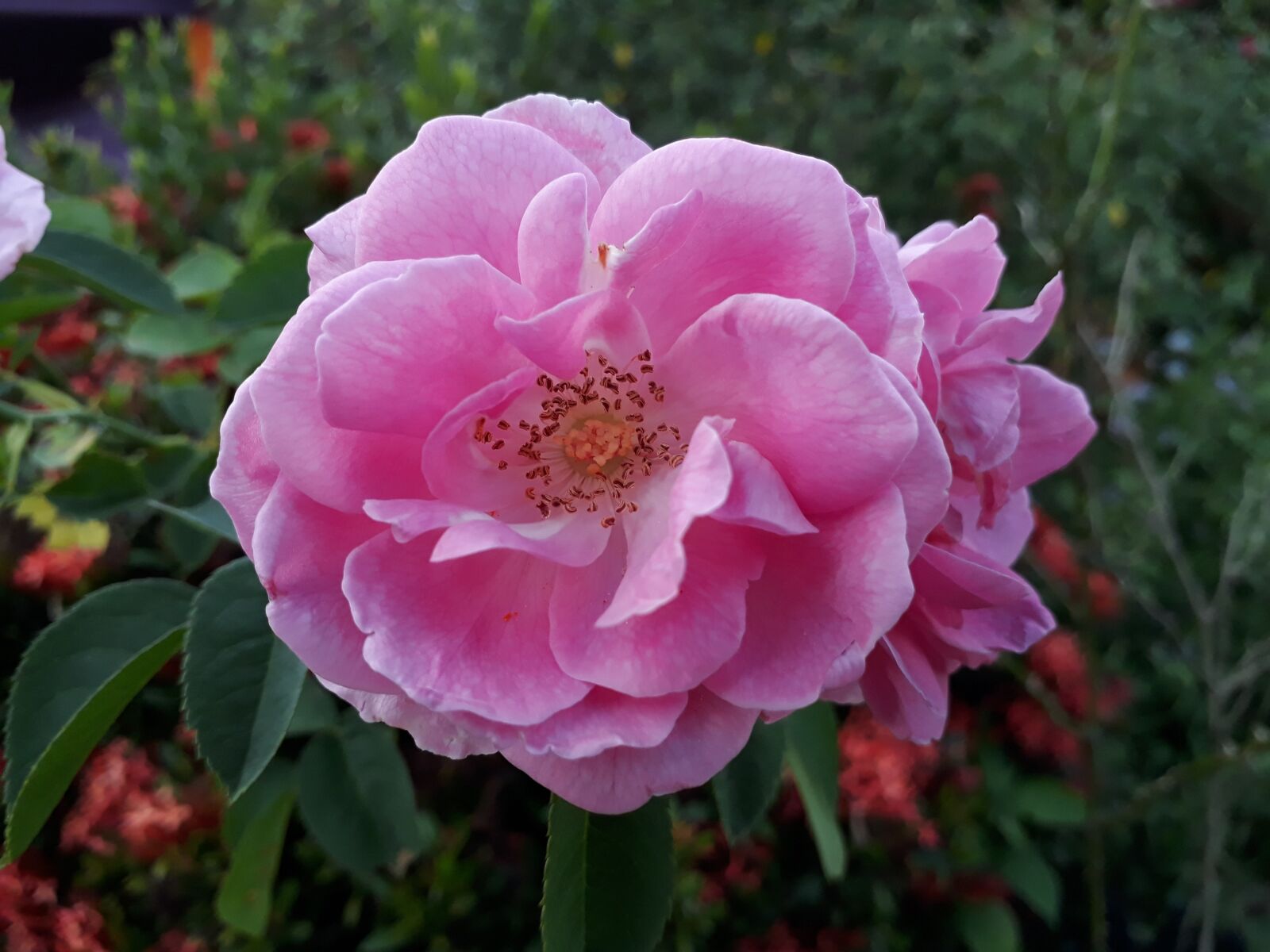 Samsung Galaxy J7 Prime sample photo. Nature, flower, flora photography