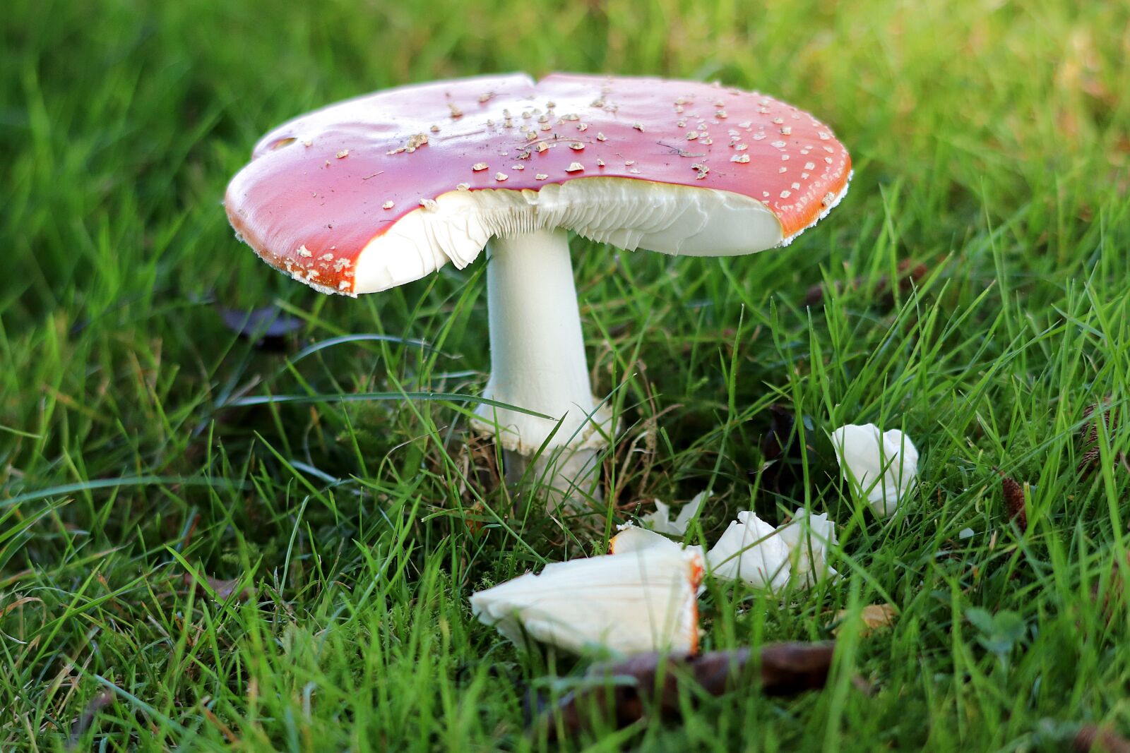 Canon EF 70-300 F4-5.6 IS II USM sample photo. Fly agaric, toxic, damaged photography