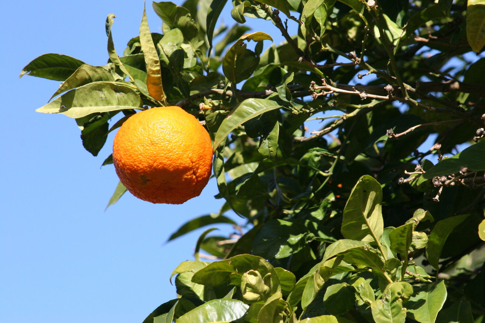 Canon EOS 20D sample photo