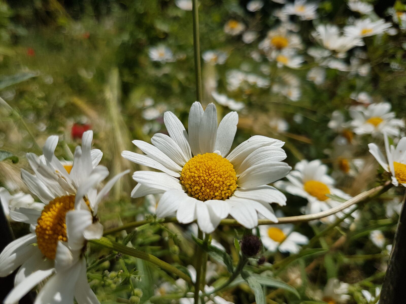 Samsung Galaxy S7 sample photo. Flowers, daisy, nature photography