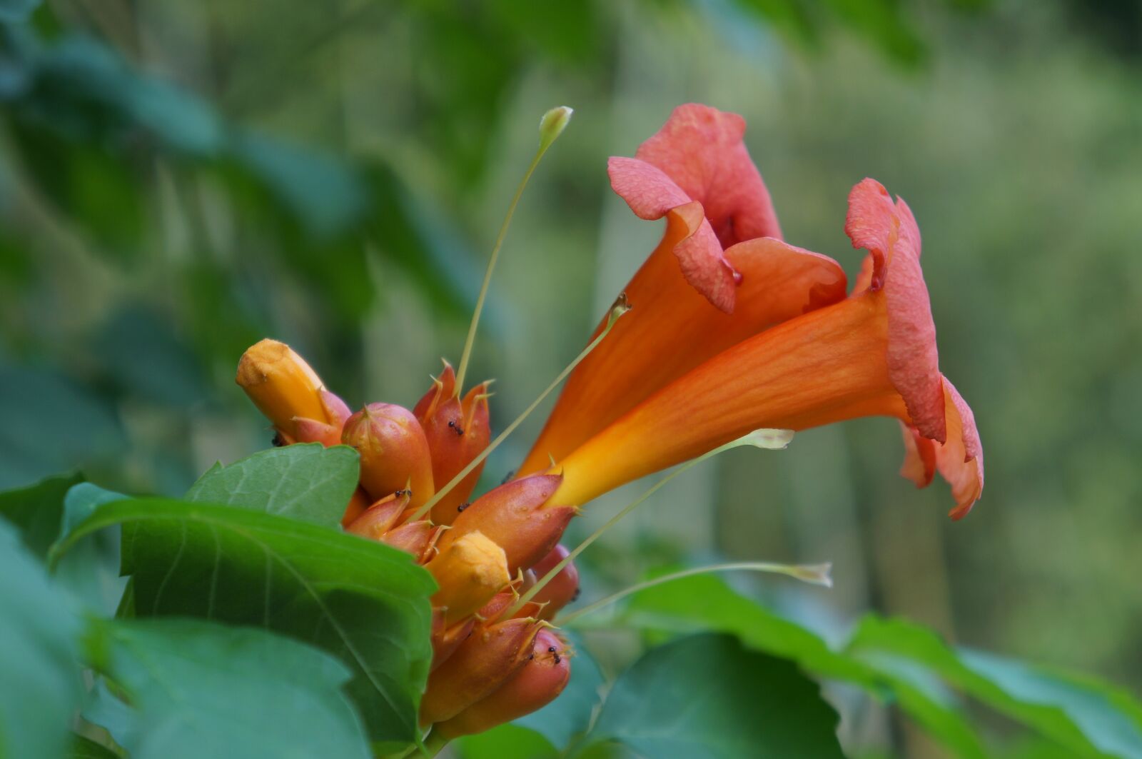 Sony Alpha NEX-5R + Sony E 18-55mm F3.5-5.6 OSS sample photo. Flower, trumpet creeper, ant photography