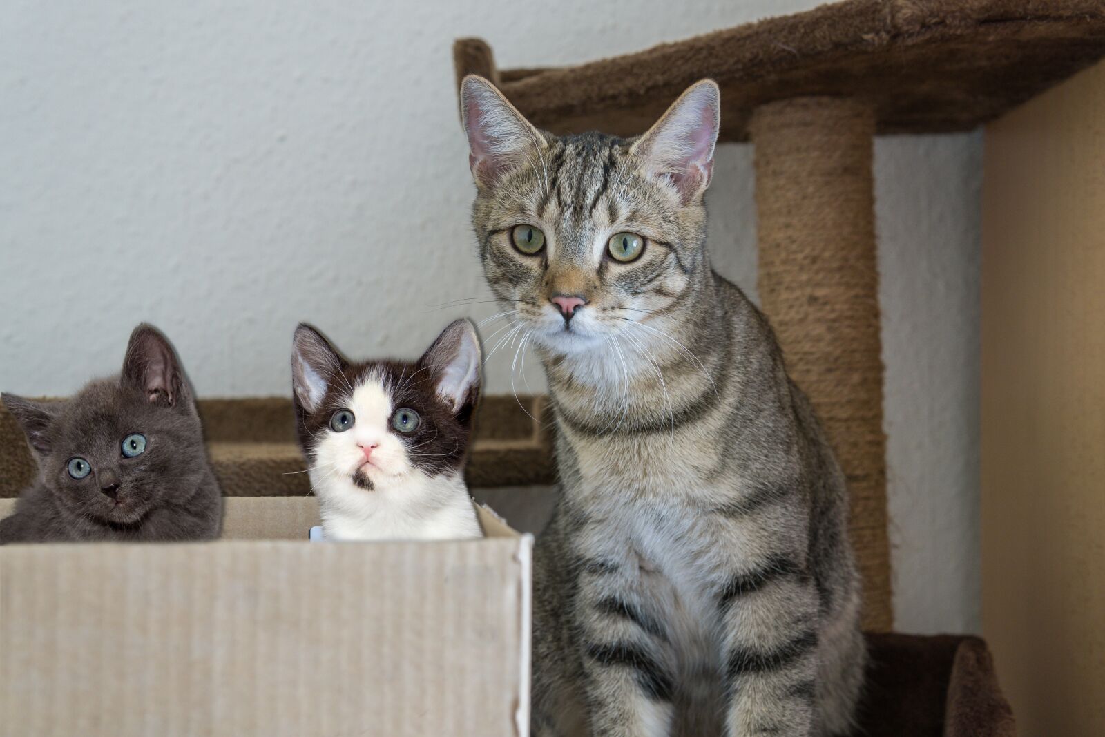 30mm F1.4 DC DN | Contemporary 016 sample photo. Cat, mackerel, lying photography