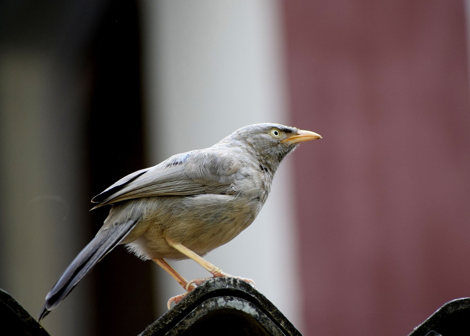 Nikon D3300 sample photo. Bird, nature, branch photography