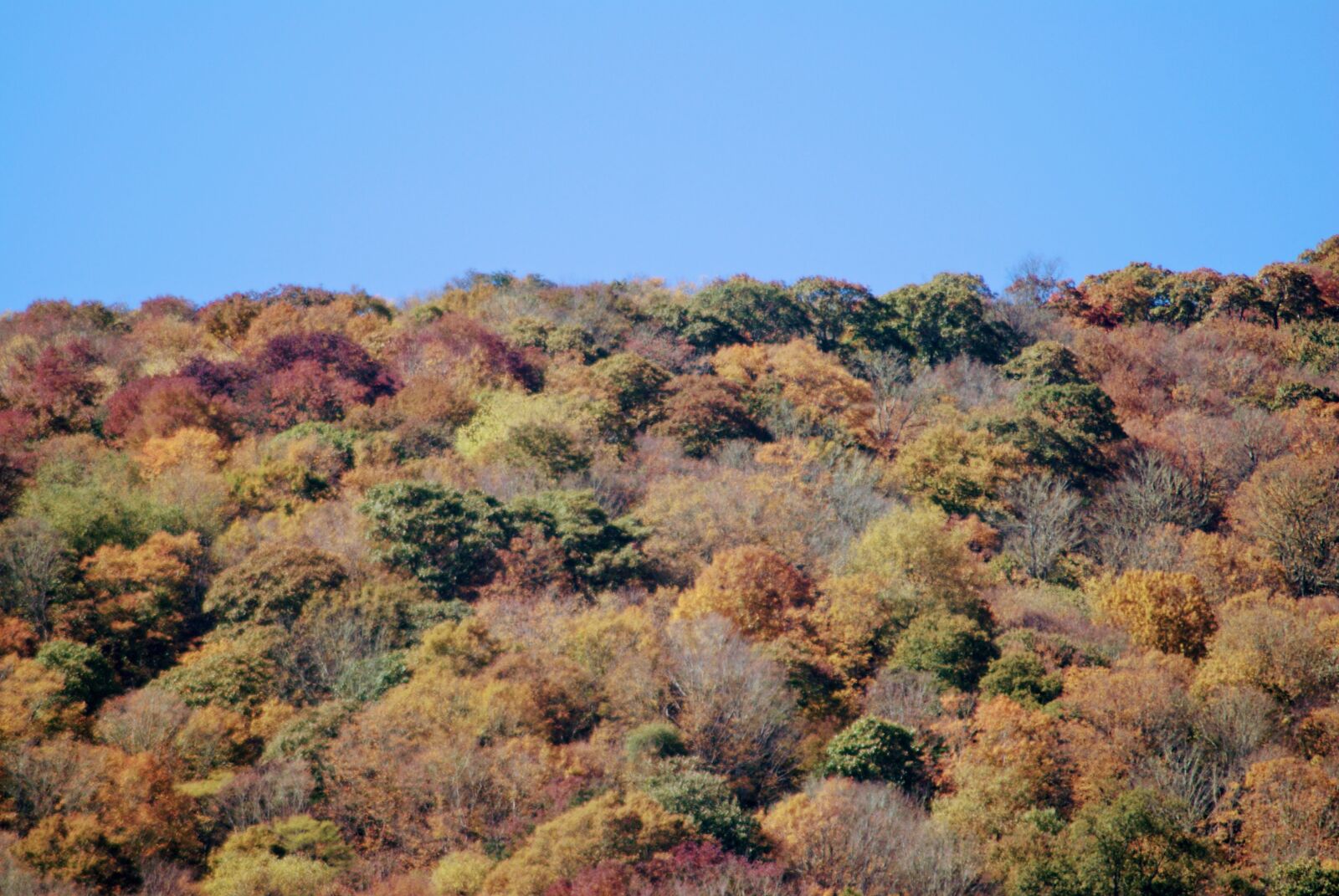 Sony Alpha DSLR-A200 sample photo. Mountain, trees, fall photography