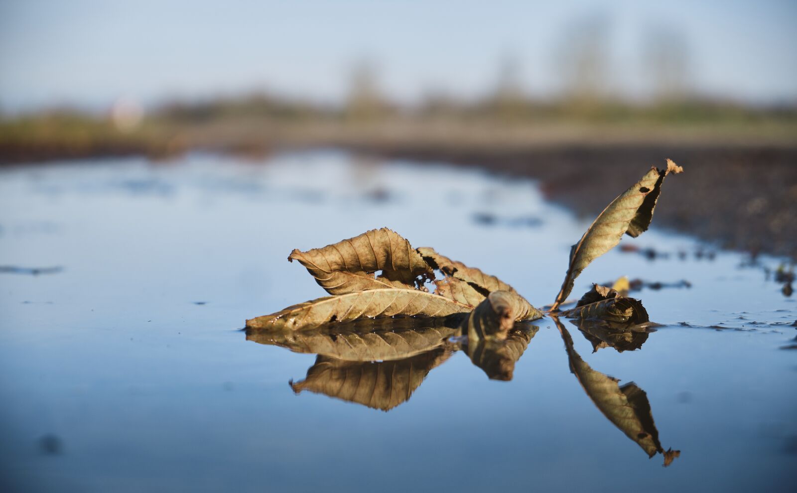 Fujifilm XF 18-55mm F2.8-4 R LM OIS sample photo. Puddle, mirroring, leaf photography