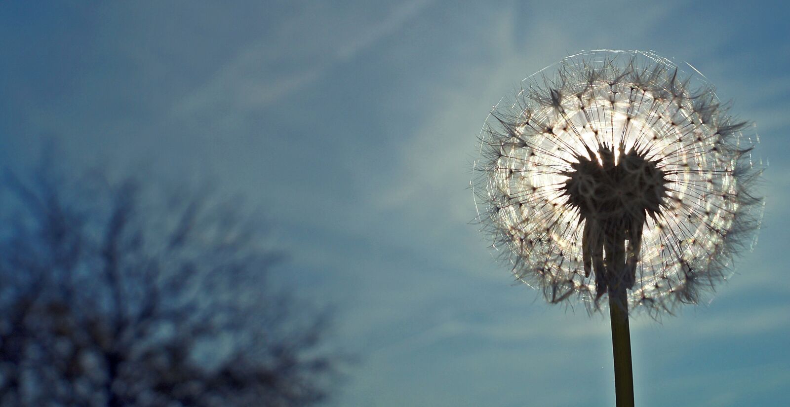 Sony DT 18-55mm F3.5-5.6 SAM II sample photo. Flower, november, sunshine photography