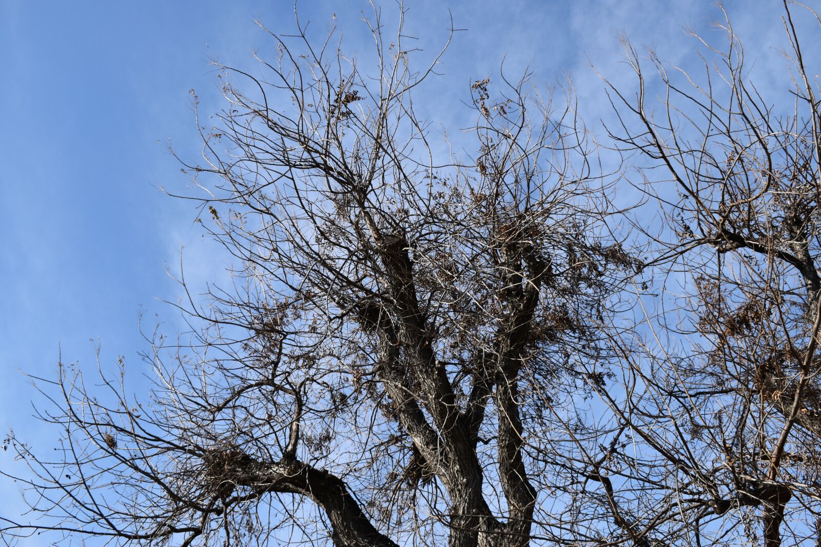 Nikon D3500 sample photo. Branches, tree, twigs photography