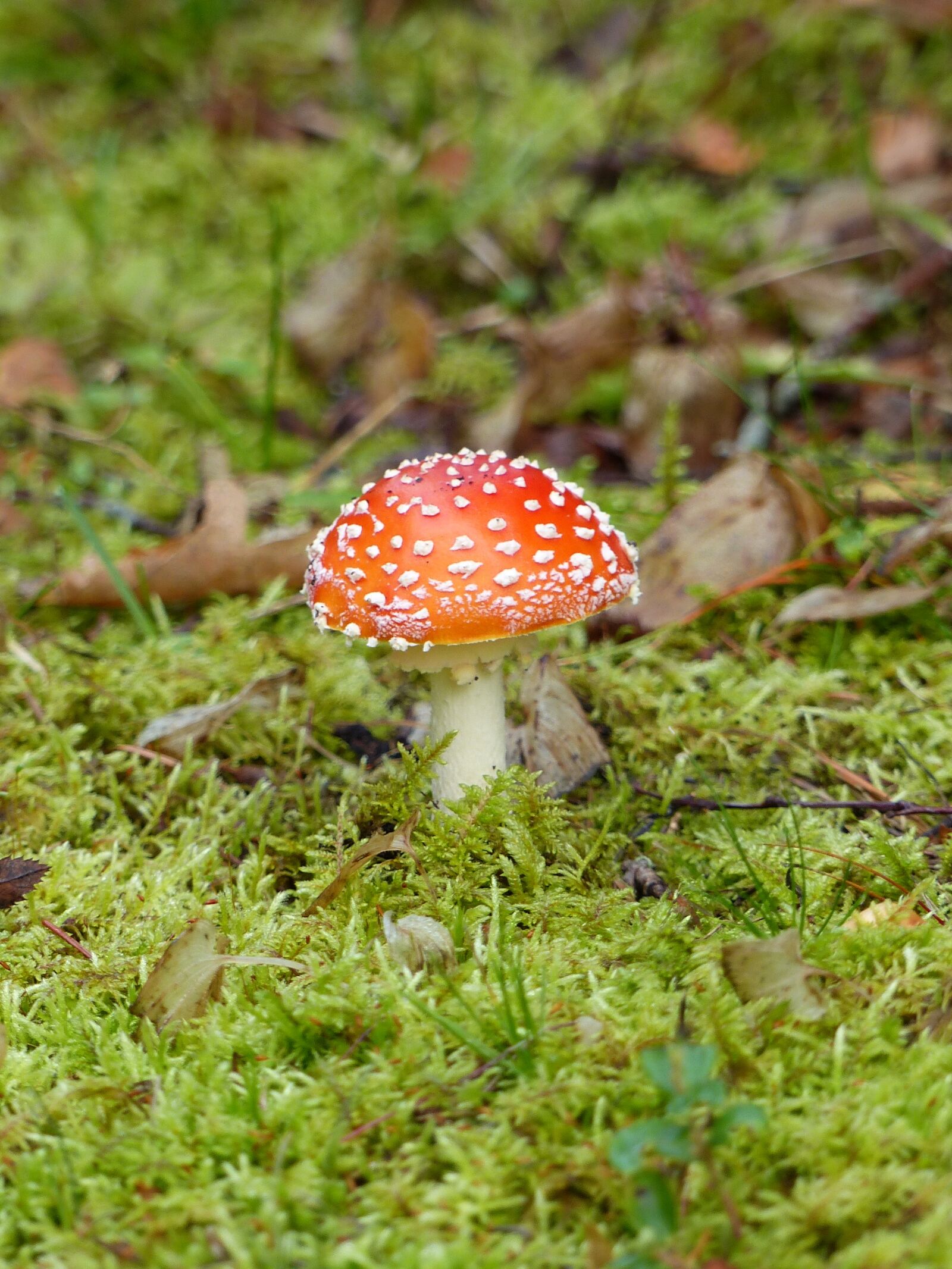 Panasonic Lumix DMC-FZ200 sample photo. Fly agaric, forest, colors photography