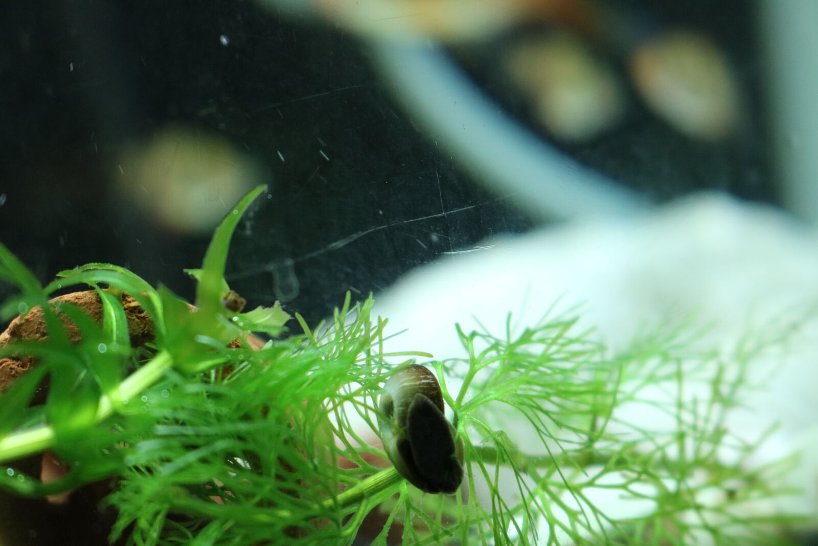 Canon EOS 750D (EOS Rebel T6i / EOS Kiss X8i) sample photo. 750, d, aquarium, fish, grass photography