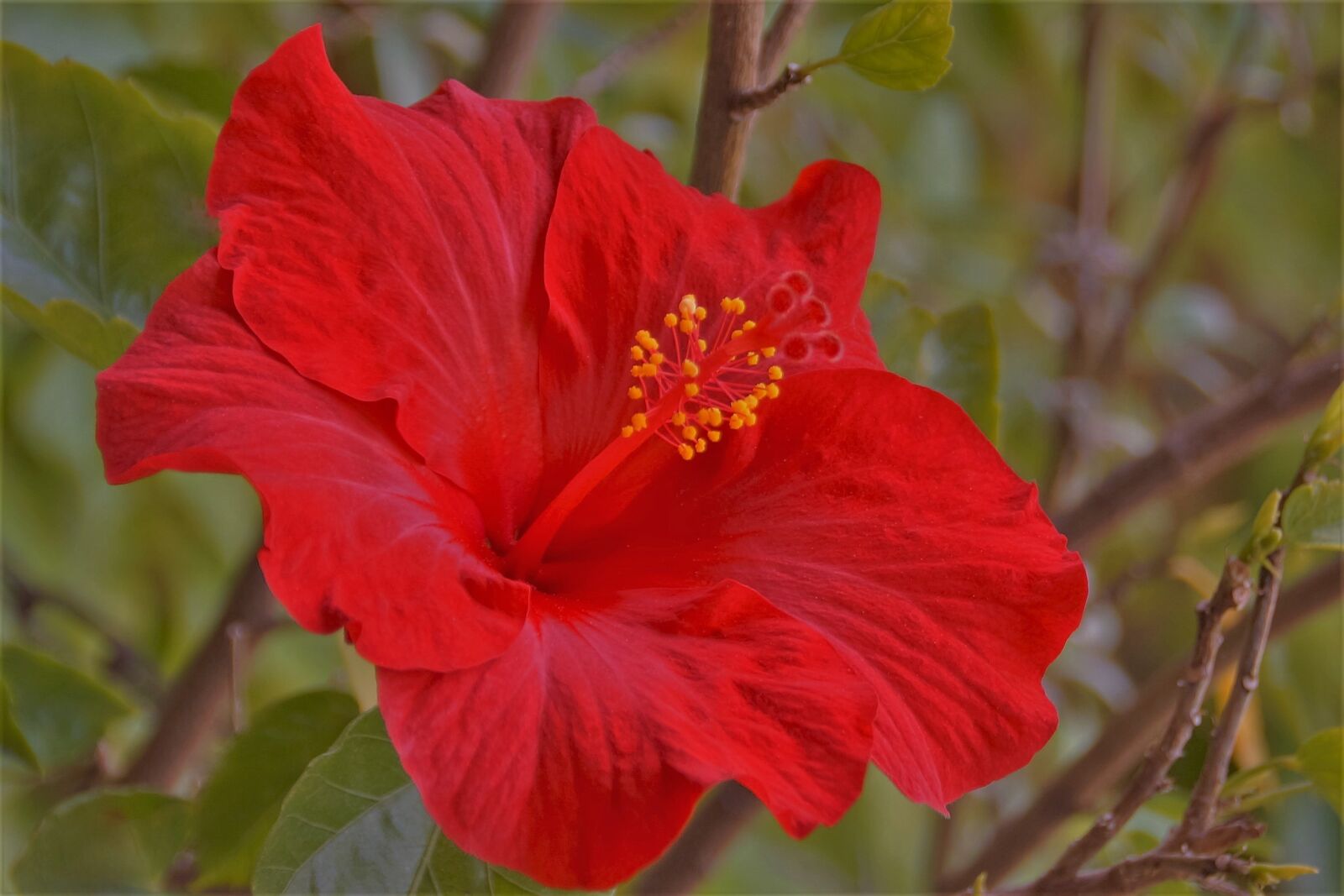 Sony SLT-A58 sample photo. Flower, hibiscus, red photography