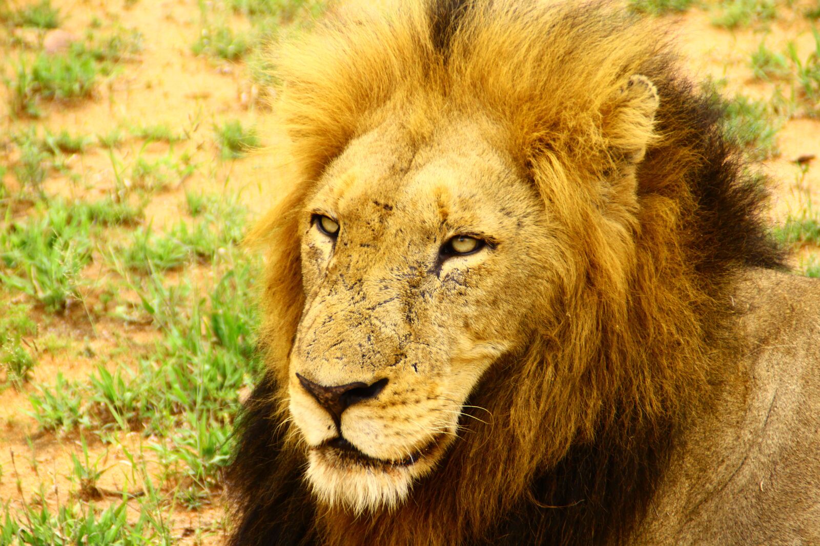 Canon EOS 550D (EOS Rebel T2i / EOS Kiss X4) sample photo. Lion, relaxing, nature photography