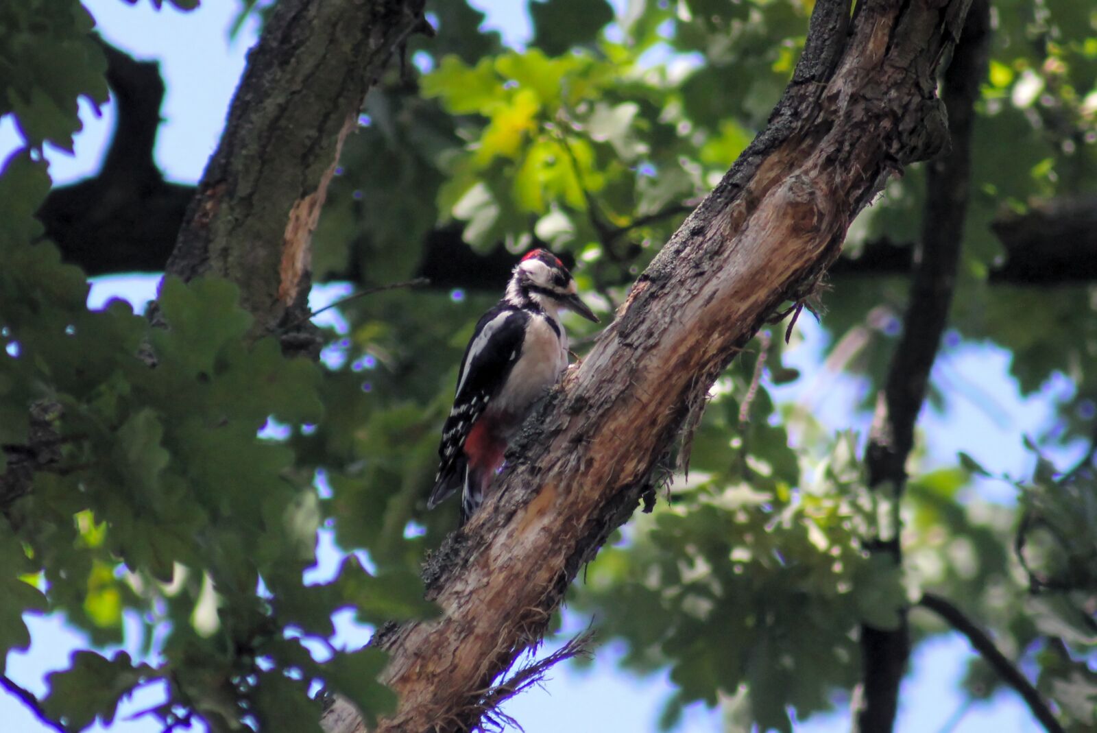 Canon EOS 550D (EOS Rebel T2i / EOS Kiss X4) sample photo. Woodpecker, bird, tree photography