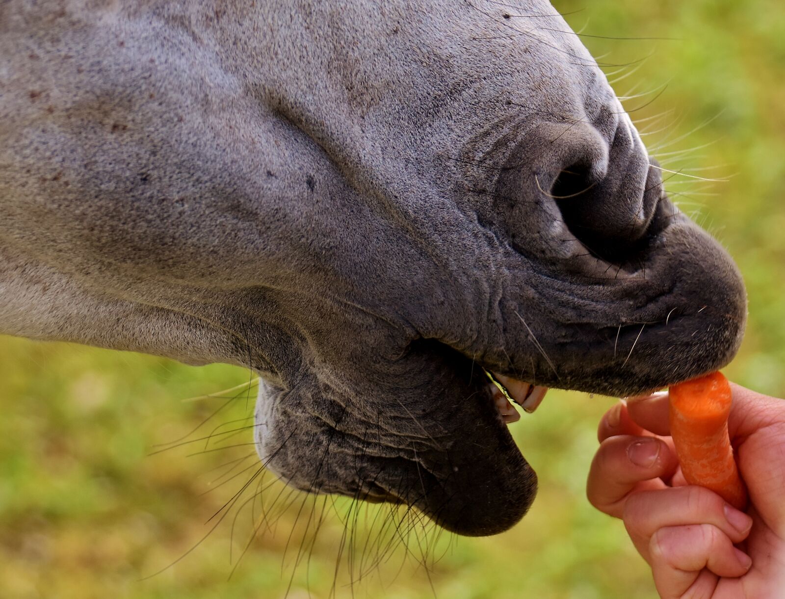 Nikon D7200 sample photo. Mold, horse, love for photography