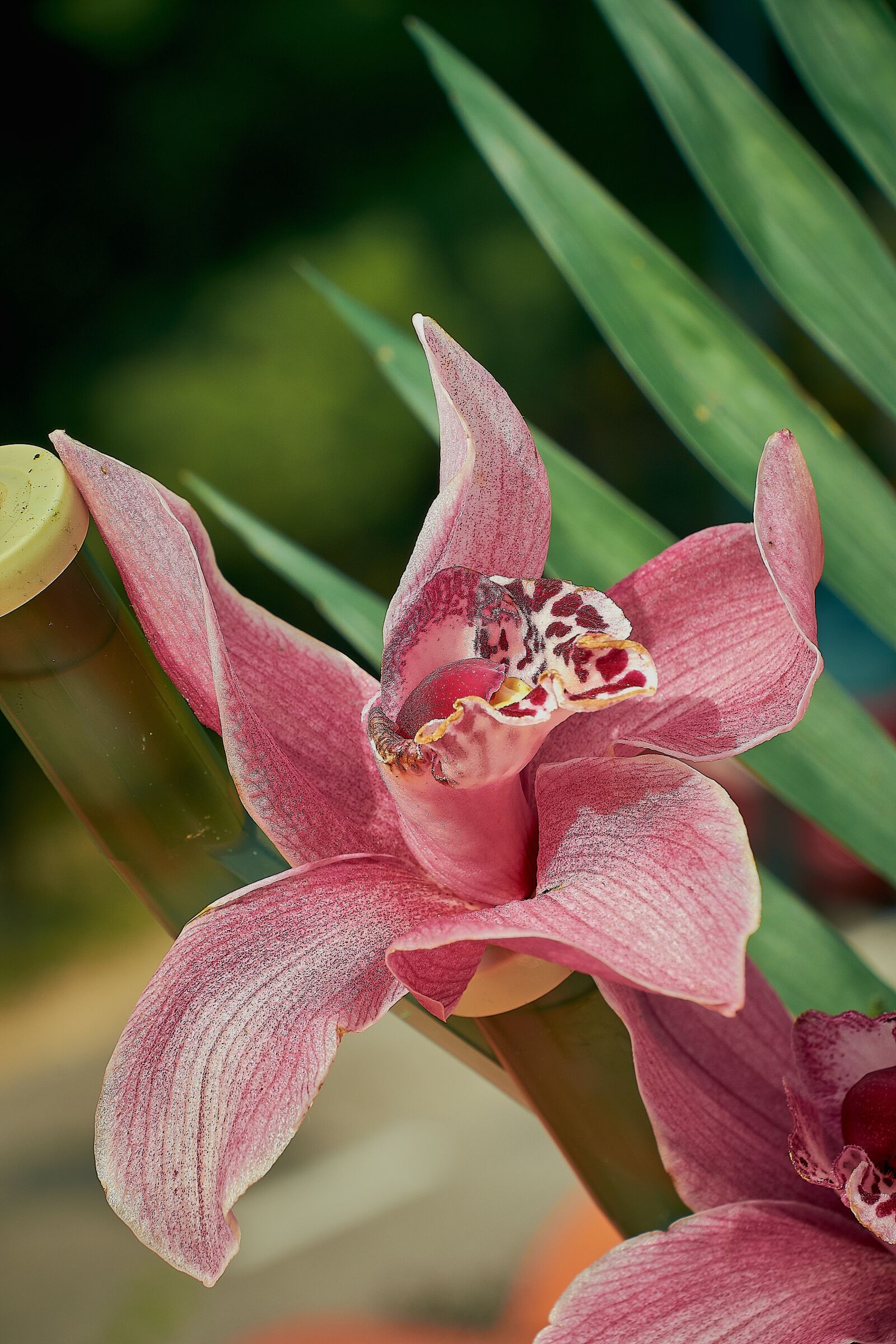 Nikon D7200 sample photo. Cymbidium, orchid, flower photography