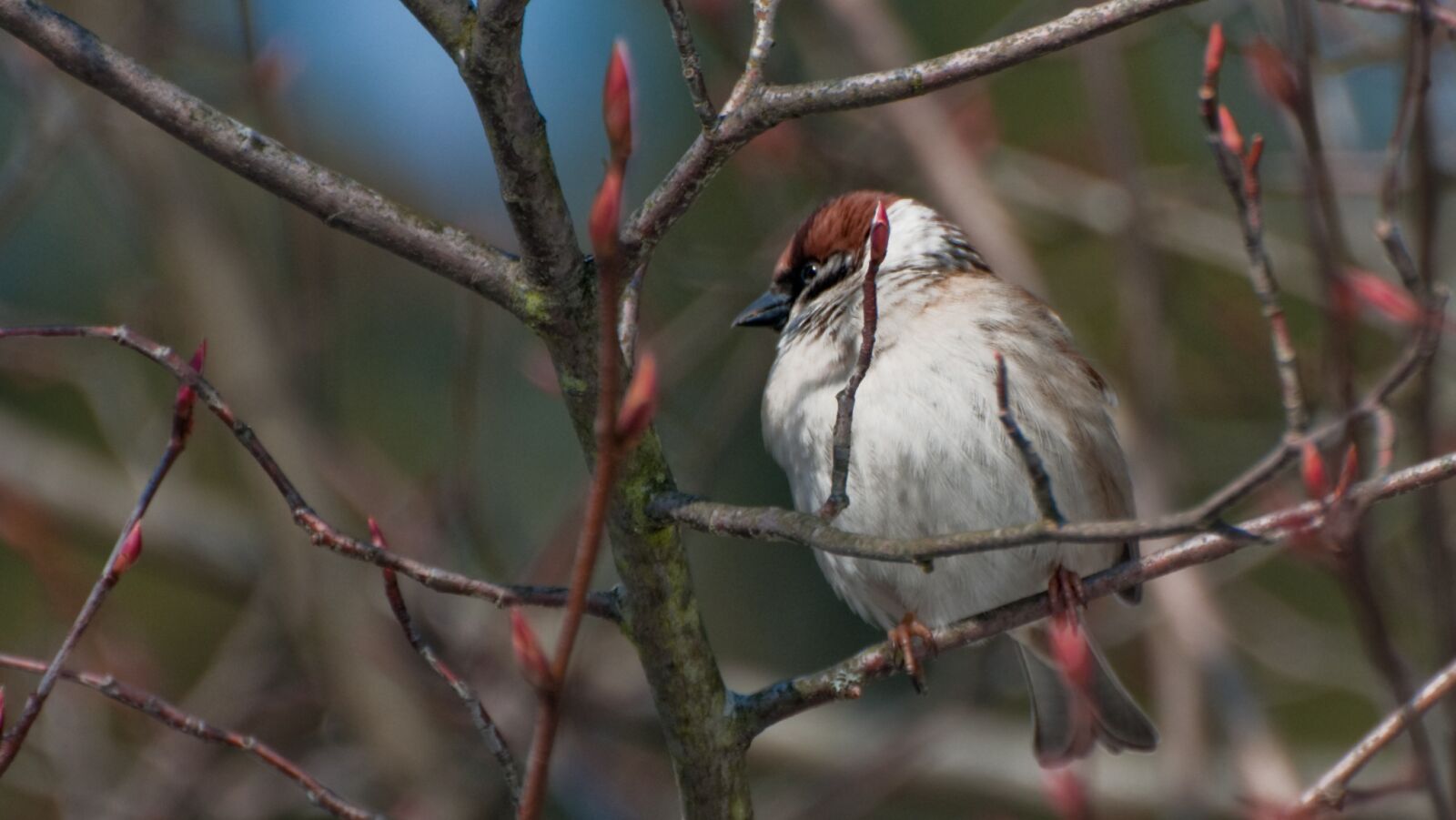 Nikon D300S sample photo. Bird, nature, animal world photography