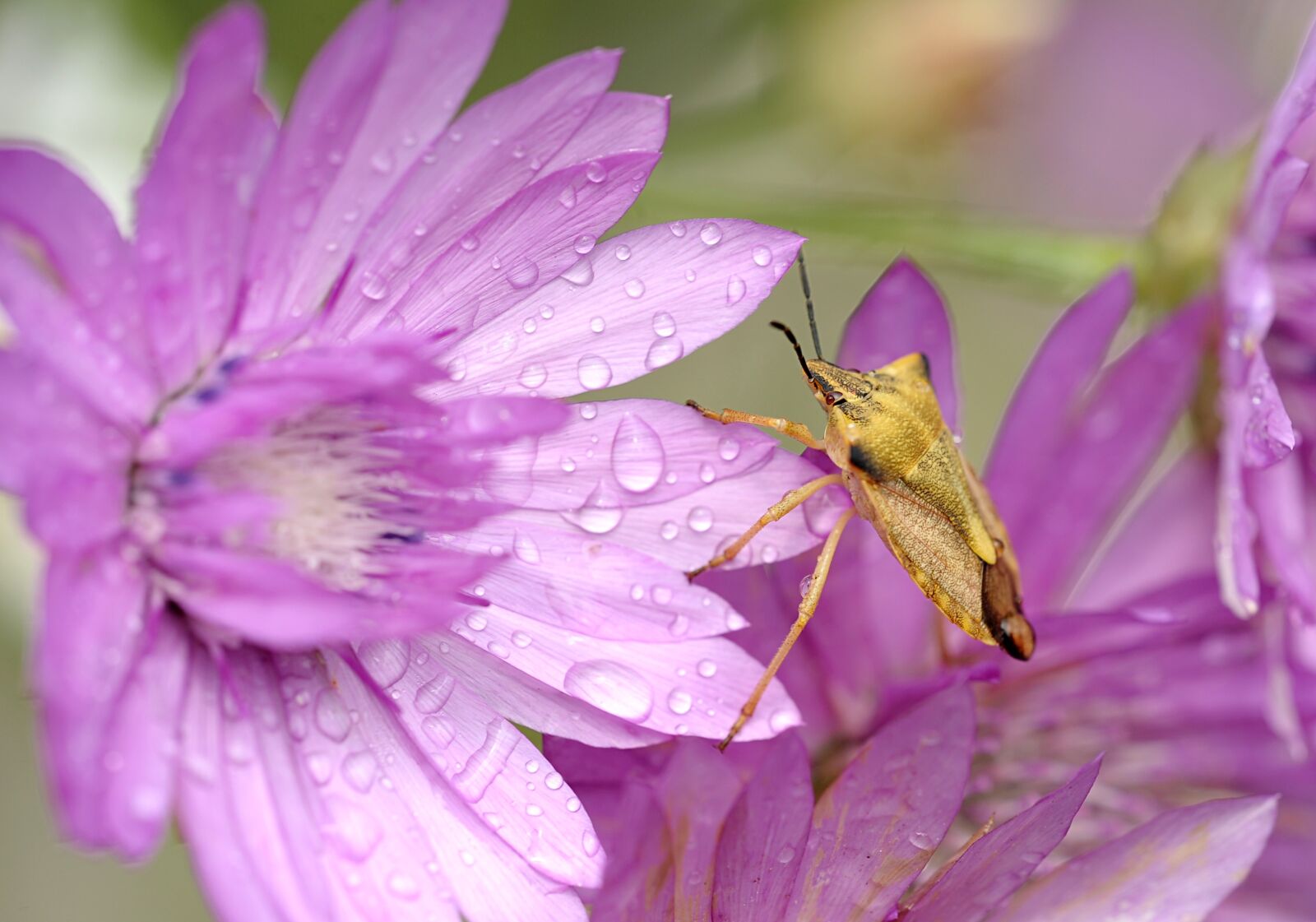 Nikon D3S sample photo. Flower, nature, plant photography