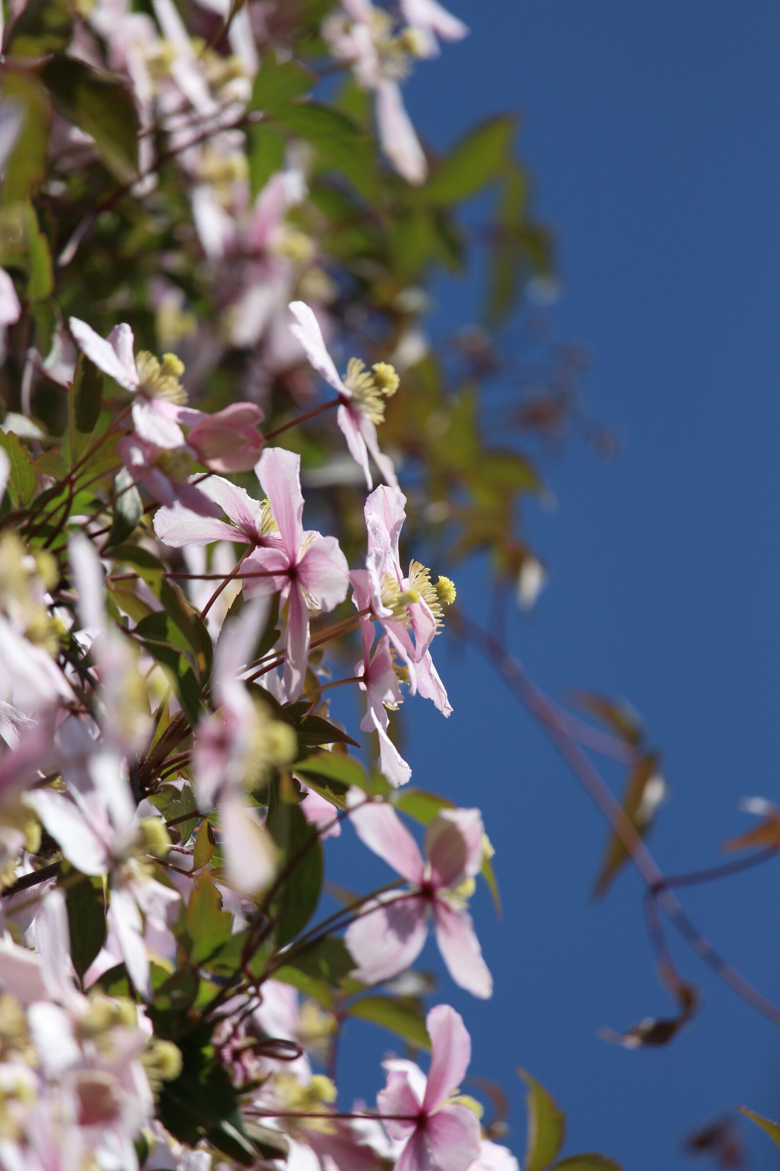Canon EOS 700D (EOS Rebel T5i / EOS Kiss X7i) sample photo. Clematis, climber plant, flowers photography