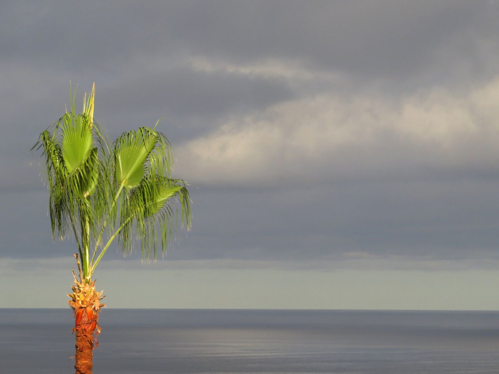 Canon PowerShot SX50 HS sample photo. Nature, beach, las palmas photography