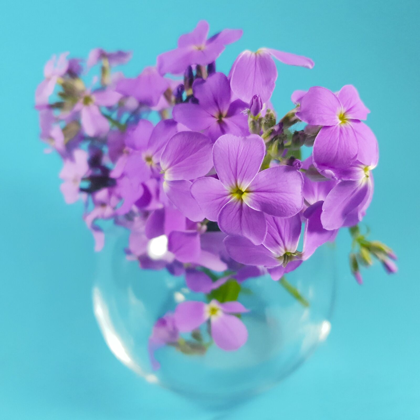 Samsung Galaxy S9+ sample photo. Flower, purple, nature photography